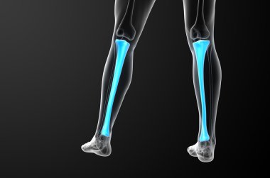 3D render Medikal illüstrasyon tibia kemik