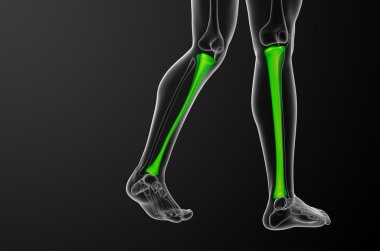 3D render Medikal illüstrasyon tibia kemik