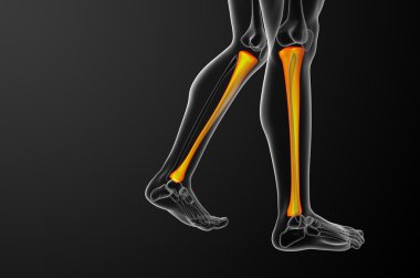 3D render Medikal illüstrasyon tibia kemik