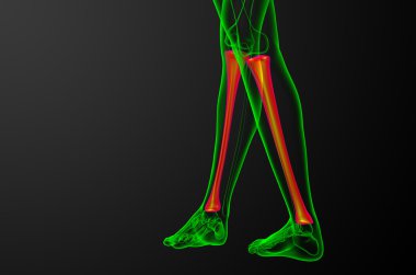 3D render Medikal illüstrasyon tibia kemik