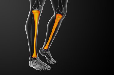 3D render Medikal illüstrasyon tibia kemik