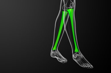 3D render Medikal illüstrasyon tibia kemik