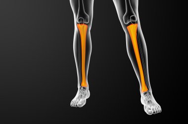 3D render Medikal illüstrasyon tibia kemik