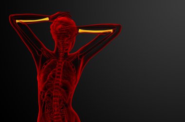 radius kemik 3D render tıbbi çizimi 