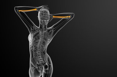 radius kemik 3D render tıbbi çizimi 