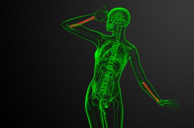 radius kemik 3D render tıbbi çizimi 