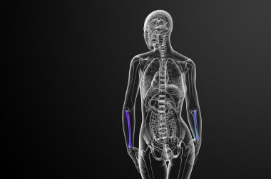 radius kemik 3D render tıbbi çizimi 