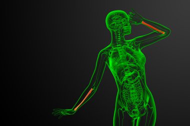 radius kemik 3D render tıbbi çizimi 