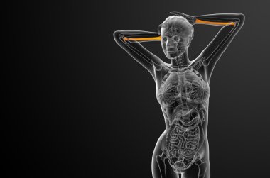 radius kemik 3D render tıbbi çizimi 