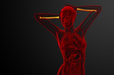 radius kemik 3D render tıbbi çizimi 