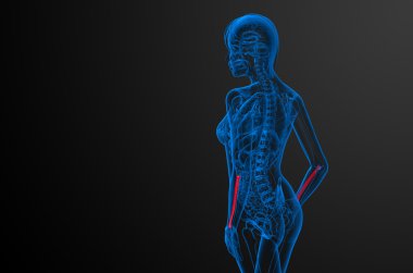 radius kemik 3D render tıbbi çizimi 