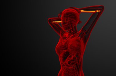 radius kemik 3D render tıbbi çizimi 