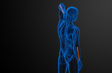 radius kemik 3D render tıbbi çizimi 