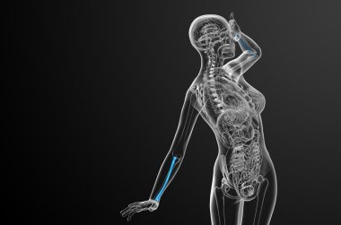 radius kemik 3D render tıbbi çizimi 