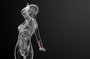 radius kemik 3D render tıbbi çizimi 