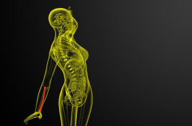 radius kemik 3D render tıbbi çizimi 