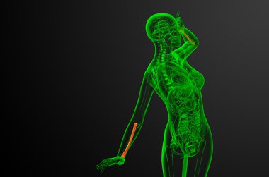 radius kemik 3D render tıbbi çizimi 