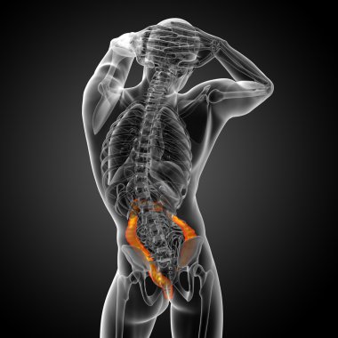 insan sindirim sistemi kalın bağırsak