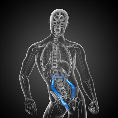 insan sindirim sistemi kalın bağırsak