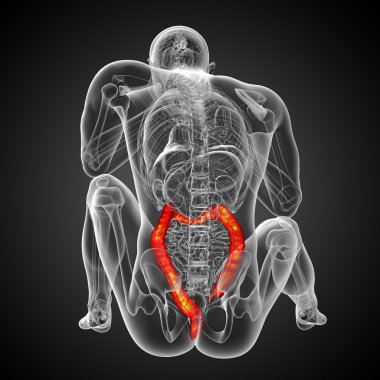 insan sindirim sistemi kalın bağırsak