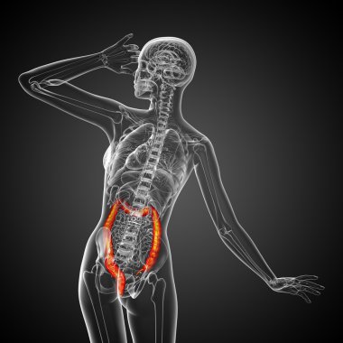 insan sindirim sistemi kalın bağırsak