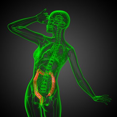 insan sindirim sistemi kalın bağırsak
