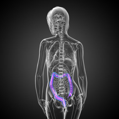 insan sindirim sistemi kalın bağırsak