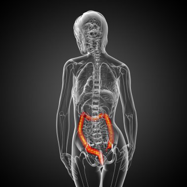 insan sindirim sistemi kalın bağırsak