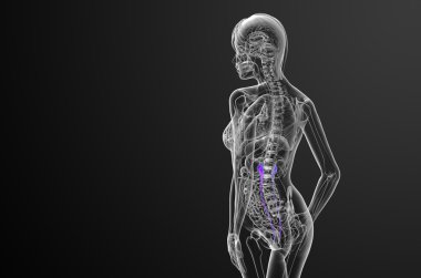 üreter 3D render tıbbi çizimi 