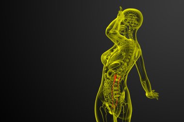 üreter 3D render tıbbi çizimi 