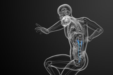 üreter 3D render tıbbi çizimi 