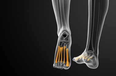 3D render Medikal illüstrasyon metatarsal kemik