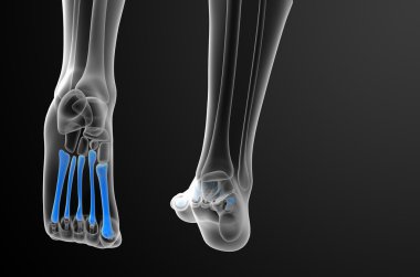 3D render Medikal illüstrasyon metatarsal kemik