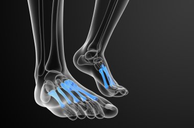 3D render Medikal illüstrasyon metatarsal kemik
