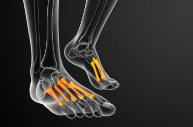 3D render Medikal illüstrasyon metatarsal kemik