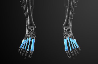 3D render Medikal illüstrasyon metatarsal kemik