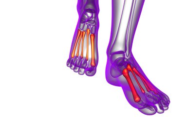 3d render medical illustration of the metatarsal bones clipart