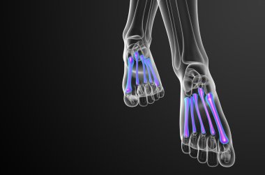 3D render Medikal illüstrasyon metatarsal kemik