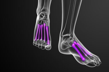 3D render Medikal illüstrasyon metatarsal kemik