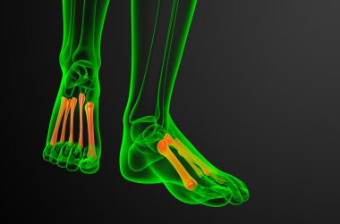 3D render Medikal illüstrasyon metatarsal kemik