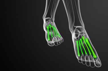3D render Medikal illüstrasyon metatarsal kemik