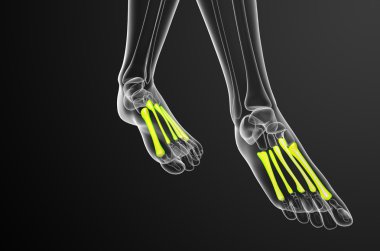 3D render Medikal illüstrasyon metatarsal kemik