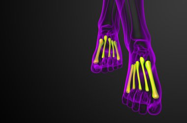 3D render Medikal illüstrasyon metatarsal kemik