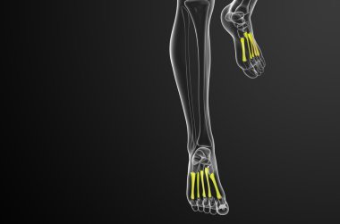 3D render Medikal illüstrasyon metatarsal kemik