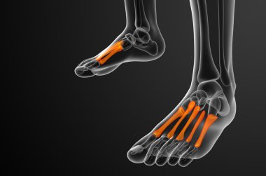3D render Medikal illüstrasyon metatarsal kemik