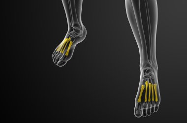 3D render Medikal illüstrasyon metatarsal kemik