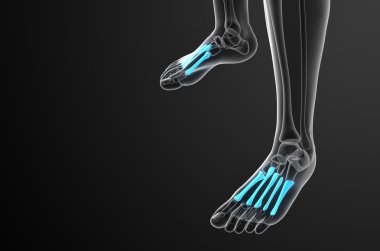 3D render Medikal illüstrasyon metatarsal kemik