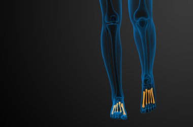 3D render Medikal illüstrasyon metatarsal kemik