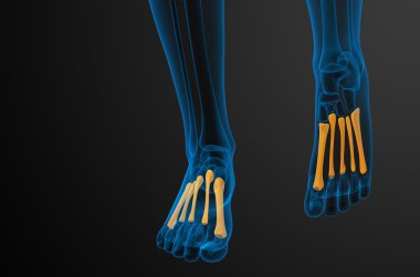 3D render Medikal illüstrasyon metatarsal kemik