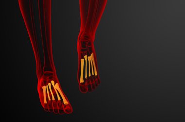3D render Medikal illüstrasyon metatarsal kemik